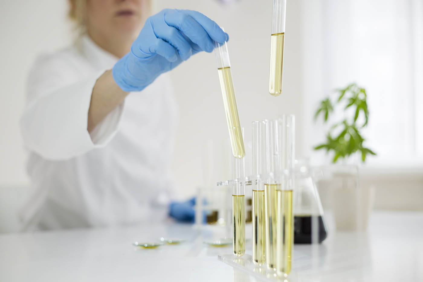 Female scientist in laboratory testing cbd oil extracted from a marijuana plant. She is using a various glass tubes and bowls for the experiment. Healthcare pharmacy from medical cannabis.