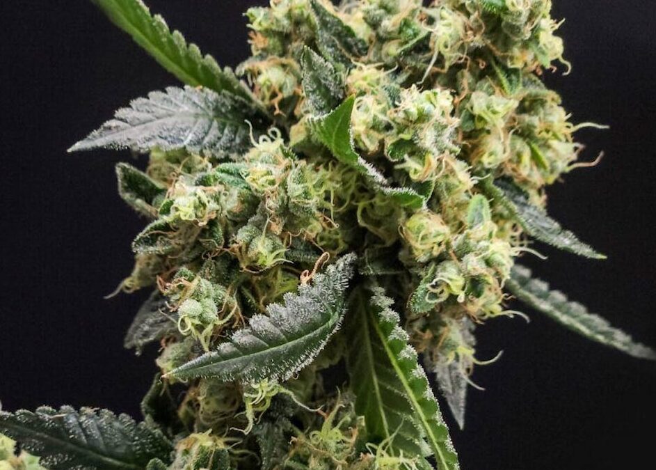 Ghost Dawg strain - Cannabis Indica - New England Harvest Clinton, MA